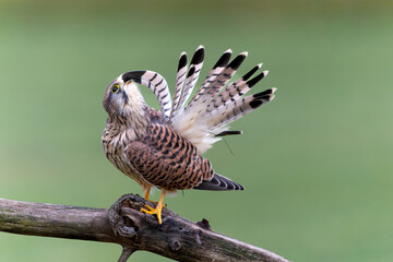 Poster - Common Kestrel (Falco innunculus) juvenile sitting on a branch in the meadows in the Netherlands      