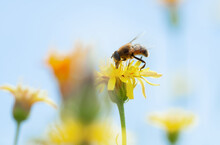 
Bee On A Yellow Flower, Against The Blue Sky