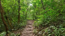 A Mysterious Path In The Middle Of A Wooden Forest In The Tropical Jungle, Surrounded By Green Bushes, Leaves And Ferns. Abandoned Road In The Montane Spring And Equatorial Jungle In The Philippines