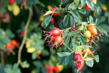 Red Rosehips On A Bush Twig