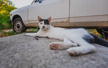 Funny Black And White Cat Lying Next To A Old Car In The City And Looking At The Camera, The Problem Of Street Animals And Transport