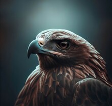 Portrait Of An Eagle