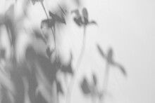 The Shadow Of A Plant On The Wall. Blurred Light Shadow From A Branch Of Tropical Flowers On A Sunny White Wall On A Clear Day. Overlay Effect Background