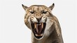 Ferocious Puma. Discover Ultra-Realistic Image of Snarling Wildcat's Intense Anger and Powerful Presence
