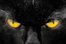 Beautiful Black Cat Face With Amber Eyes Close Up