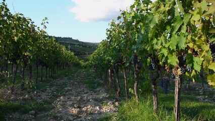 Wall Mural - Bunches of black grapes on the rows of Vineyards in the Chianti Classico area near Mercatale. Harvest period in Tuscany. Italy. Pan camera movement