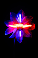 Wall Mural - A flower on a black background 