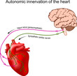 Heart innervation. Autonomic nervous system