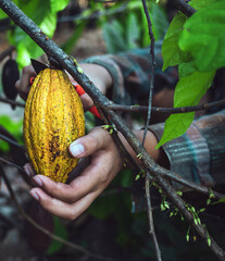 Wall Mural - Close-up hands of a cocoa farmer use pruning shears to cut the ripe cocoa pods or yellow cacao from the cacao tree. Harvest the agricultural cocoa business produces.