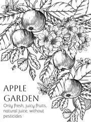 Vector template branch with fruits, leaves and blossoms of an apple tree in engraving style