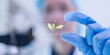© Supapich - Female scientist working plant biology biotechnology research agriculture experiment laboratory test, hand holding growth eco organic nature green leaf botany herb medicine on petri dish scientific