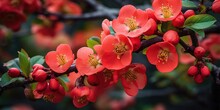 Flowering Quince In Red Flowers, Chaenomeles Japonica Blooming In Spring