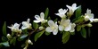 Philidelphus coronarius( common Seringa, Jasmine of poets) . Delicate white flowers against dark green leaves