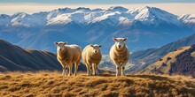 Three Sheep In Meadow On Hill, Wanaka Ski Area Road, South Island, New Zealand