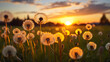 Dandelions in a field during sunset. The dandelions are in various stages of growth, some are fully bloomed while others are still budding. They are backlit by the setting sun, creating a warm glow