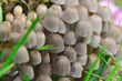 Czernidłak gromadny mały grzyb rosnący w trawie. Występuje od w miejscach bogatych w próchnicę pozostałą po rosnących w tych miejscach drzewach.