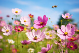 Fototapeta Maki - Multicolored cosmos flowers in meadow in spring summer nature . Selective soft focus on Flying Bumblebee landing to flower. Wildlife scene from nature