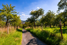 Romantic Gravel Road Panorama In Meschede, Sauerland With Warm Late Summer Sunlight. Old Variety Apple Trees In An Traditional Orchard Plantation. Light And Shadow, Green Grass And Glistening Foliage.