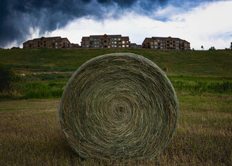 Fresh rolled cylindercal hay bales in farm grass field