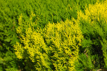 Wall Mural - Green branches of coniferous plant Thuja. Background