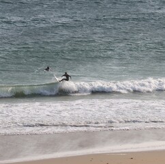 Wall Mural - surfer on the beach