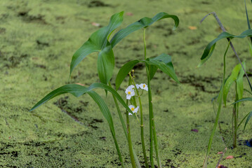 Wall Mural - Common Arrowhead Plant Growing On The River In Summer In Wisconsin