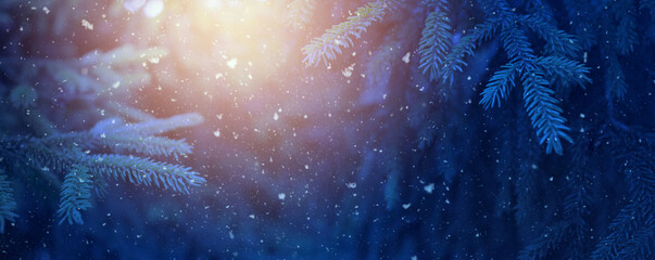 Wall Mural - christmas and winter banner background concept. christmas snowy fir tree branches close up.
