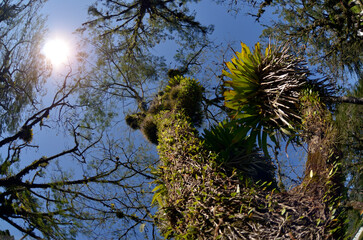 Wall Mural - Tree with bromeliads on the trunk in the rainforest. Sun shining with blue sky.