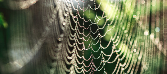 natural background. cobwebs in dew drops on a green plant