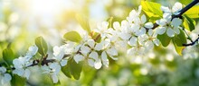 Close Up Photo Of A Blooming Pear Tree Branch Perfect For Spring Print Purposes