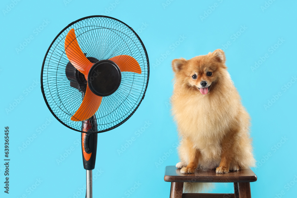 Cute Pomeranian spitz with electric fan sitting on stool against blue background