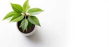 Green Leafy Plant Growing In Pot With White Background And Copy Space As Viewed From Above