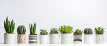 Succulents And Cactus Plants In White Pots On A Background