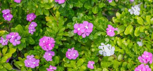 Wall Mural - Beautiful pink Vinca Periwinkle flowers. Panoramic floral garden closeup. Idyllic sunlight, serene fresh green leaves lush foliage. Happy lovely blooming garden blossoms, colorful nature