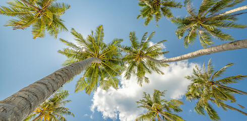 Perfect summertime vacation wallpaper. Blue sunny sky and coconut palm trees view from below, vintage style, tropical beach and exotic summer background, travel concept. Amazing nature beach paradise