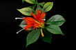 Aeschynanthus, czerwony kwiat w rozkwicie z widocznymi białymi pręcikami wraz z łodygą i zielonymi  liśćmi na czarnym tle