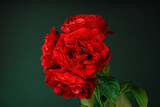 Czerwona róża wielokwiatowa z kroplami rosy na tle gradientu zielono czarnego z kilkoma zielonymi listkami