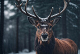 Fototapeta Zwierzęta - deer in the woods