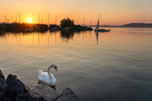 Lake Balaton At Sunset With People Silhouette On A Pier And A Swan