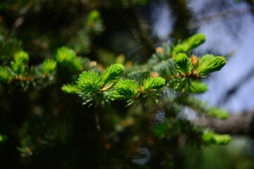 Wall Mural - Closeup of beautiful young green fir tree branches and needles with shallow depth of field and blurred background. Selective focus