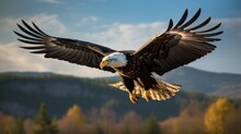 Bald Eagle In Flight, Natural Environment