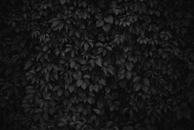 Black And White Natural Background Dense Foliage.