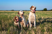 Three Different Breeds Of White-red Hunting Dogs Sit In A Field With Mowed Stubble. Poitner, English Setter Puppy, Russian Spaniel. Hunting In The Field. Hunting Dogs.