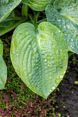 Wall Mural - wet green leaf