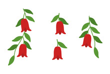 Conjunto De Vectores De Copihue. Dibujos De La Enredadera Lapageria Rosea, Una Planta De Flores Rojas, Que Crece En Chile.