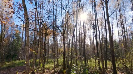 Wall Mural - Slow motion of the camera along the autumn mixed forest on a sunny day, the rays break through the trees and bushes