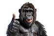 A monkey giving a thumbs up isolated on transparent background - Generative AI