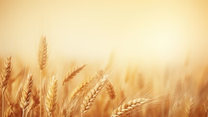 Wall Mural - wheat field. web banner with copy space