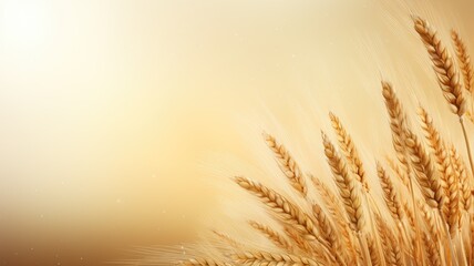 Wall Mural - wheat field. web banner with copy space