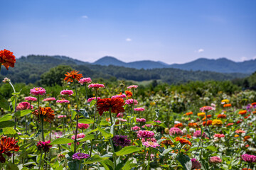 Wall Mural - flower field in mountains